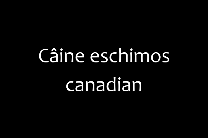 Cauți un câine? Al nostru Câine eschimos canadian de 1 lun este jucăuș și afectuos și disponibil pentru adopție! Preț: 650.00 Lei.
Contactează Florin la (067) 844 460 pentru mai multe detalii.