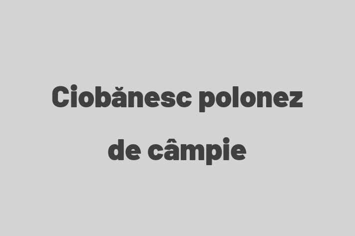 Adopta un Frumos Ciobnesc polonez de cmpie Câine in Edine