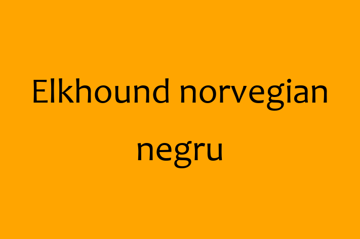 Acest Elkhound norvegian negru este jucăuș și afectuos și gata să se mute într-o nouă casă! Este sănătos și la zi cu toate vaccinările. Contactează Gabriel la (067) 68 37 pentru preț și mai multe detalii.