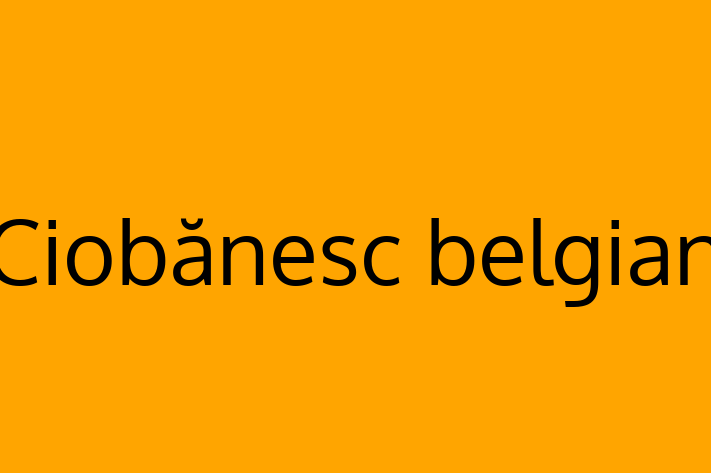 Cine Ciobnesc belgian de Vnzare in oldneti