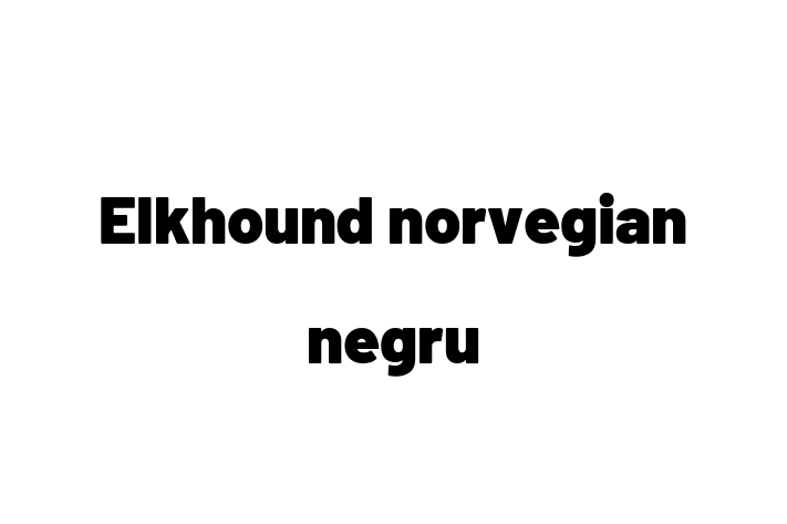 Al nostru Elkhound norvegian negru de 2 ani este perfect pentru familia ta! Sănătos, vaccinat și loial și protector. Preț: 2,550.00 Lei.
Contactează Iulia la (061) 882 601.