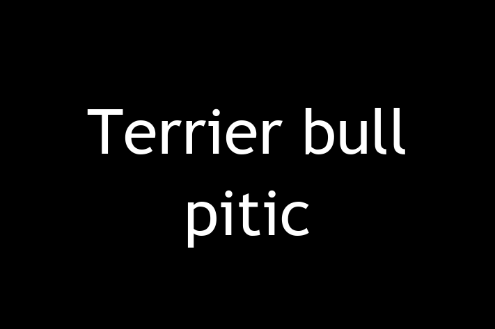 Un Nou Terrier bull pitic Câine te Ateapt in Bli