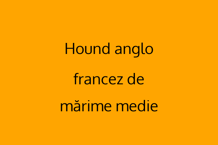 Pui de Hound anglo francez de mrime medie Câine de Vnzare in Straeni