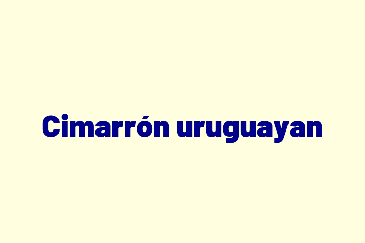 Cimarrn uruguayan Câine de Vnzare in Cueni