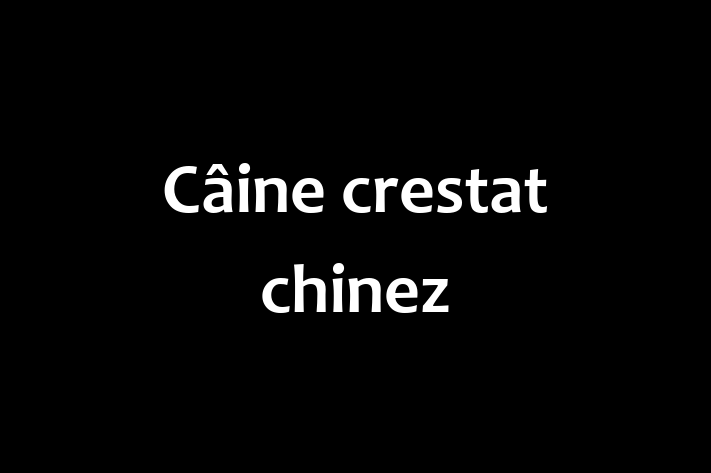 Cine crestat chinez Câine de Vnzare in Criuleni