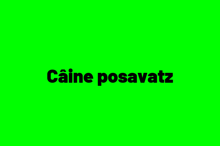 Acest câine de 1 an este energic și amuzant și disponibil pentru adopție. Prețul este de 1,300.00 Lei, iar toate vaccinările sunt la zi.
Contactează Adela la (021) 200545 pentru mai multe informații.