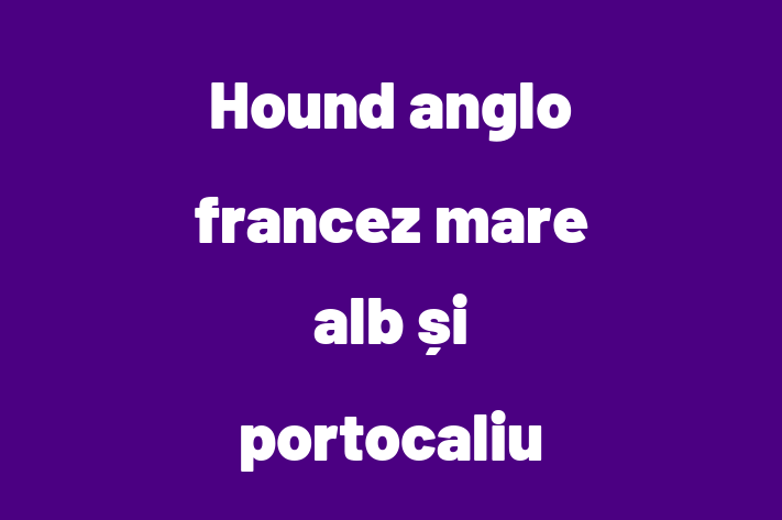 Adopta un Câine Hound anglo francez mare alb i portocaliu Disponibil in Basarabeasca