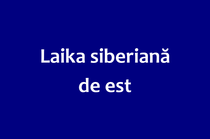 Adorabil Laika siberian de est Câine de Vnzare in Rbnia