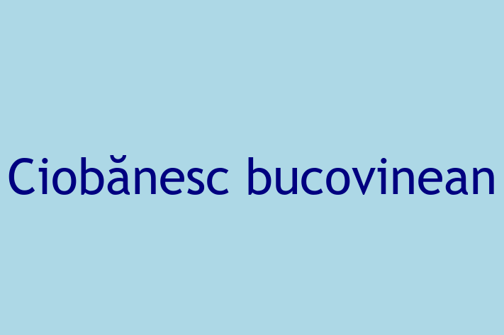 Acest Ciobănesc bucovinean de 1 an este blând și prietenos și în așteptarea unei familii iubitoare! La zi cu toate vaccinările. Preț: 2,100.00 Lei.
Contactează George la (062) 194 909.