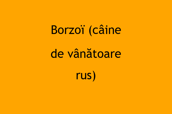 Dacă ești în căutarea unui câine calm și iubitor, atunci Borzoï (câine de vânătoare rus) este potrivit pentru tine! Acest câine de 1 lun este vaccinat și sănătos.
Contactează Carmen la (0236) 121581 pentru preț și mai multe detalii.