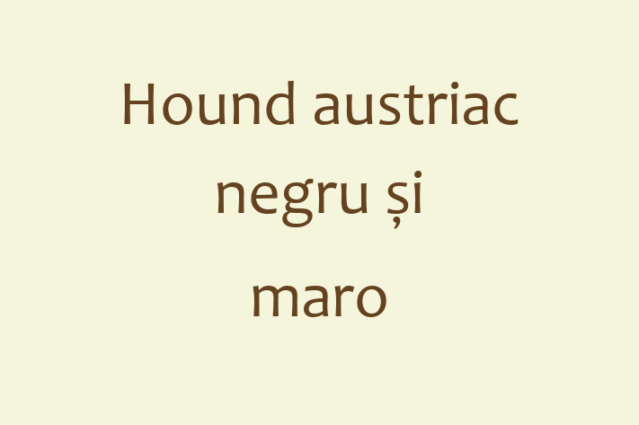 Adopta un Adorabil Hound austriac negru i maro Câine in Dondueni