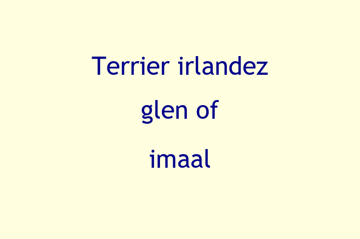 Terrier irlandez glen of imaal Câine in Ocnia Pregtit pentru o Nou Cas