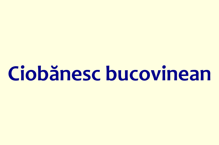 Ciobnesc bucovinean Câine Pregtit pentru o Cas in Edine