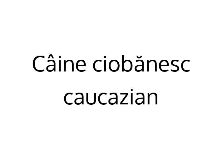 Adopta un Câine ciobnesc caucazian Câine Prietenos in Basarabeasca