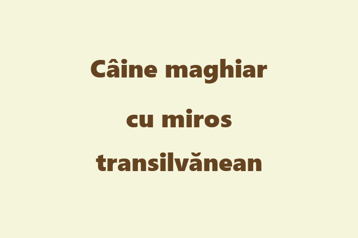 Puii noștri de Câine maghiar cu miros transilvănean de 7 luni sunt în așteptarea unei case iubitoare! Acești câine sunt calm și iubitor și gata să facă parte din familia ta.
Preț: 1,150.00 Lei. Contactează Ileana la (078) 724 801.