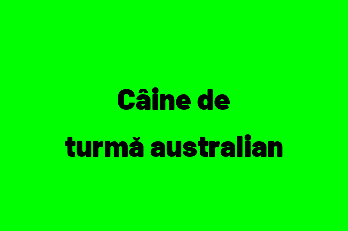 Acest câine de 11 luni este calm și iubitor și disponibil pentru adopție. Prețul este de 2,600.00 Lei, iar toate vaccinările sunt la zi.
Contactează Dorina la (0276) 360350 pentru mai multe informații.