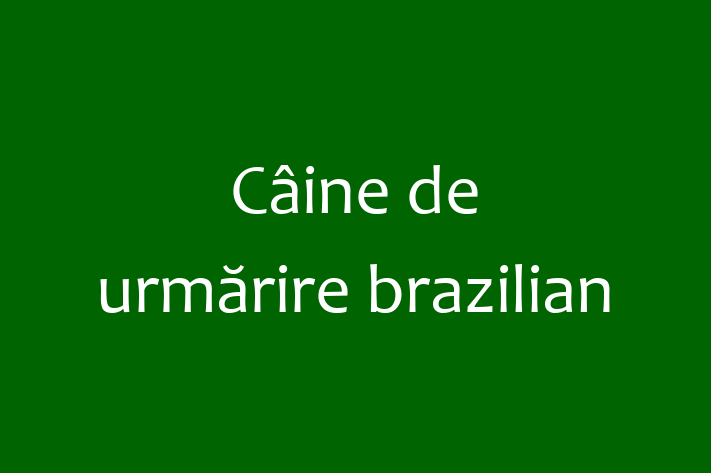 Întâlnește adorabilul nostru Câine de urmărire brazilian de 2 ani! energic și amuzant și la zi cu vaccinările. Preț: 500.00 Lei.
Contactează Carmen la (068) 612 344 pentru mai multe detalii.