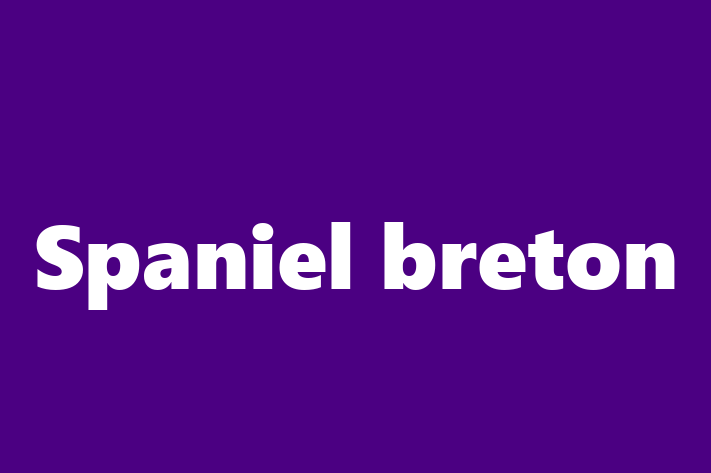 Al nostru Spaniel breton de 1 an este loial și protector și gata pentru o casă permanentă. Vine cu dosar medical și vaccinări. Preț: 950.00 Lei.
Contactează Sofia la (0267) 197443 pentru a programa o întâlnire!