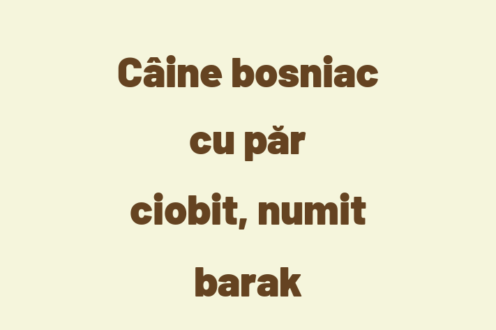 Adopta un Câine bosniac cu pr ciobit numit barak Câine Fericit in Tiraspol