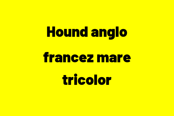 Hound anglo francez mare tricolor Câine in Bender Pregtit pentru o Nou Cas