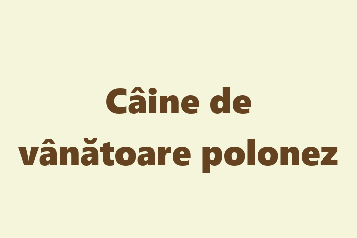 Dacă ești în căutarea unui câine blând și prietenos, atunci Câine de vânătoare polonez este potrivit pentru tine! Acest câine de 3 luni este vaccinat și sănătos.
Contactează Anisoara la (063) 910 997 pentru preț și mai multe detalii.