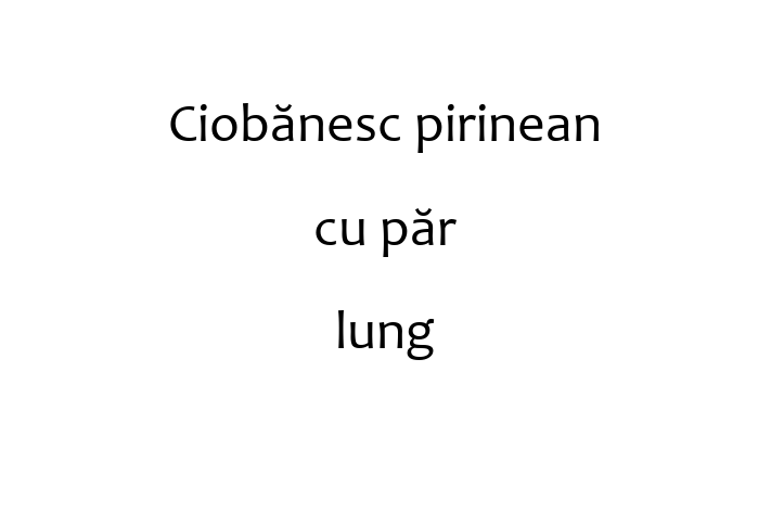 Adoptă acest Ciobănesc pirinean cu păr lung adorabil de 2 ani astăzi! blând și prietenos, sănătos și complet vaccinat. Disponibil acum pentru 1,200.00 Lei.
Contactează Cristina la (022) 314418 pentru mai multe detalii!