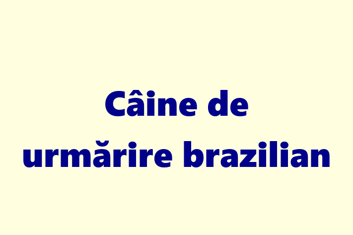 Al nostru Câine de urmărire brazilian de 1 an este sănătos, alert și activ și gata pentru o casă nouă. Disponibil pentru 1,850.00 Lei.
Contactează Laura la (063) 467 44.