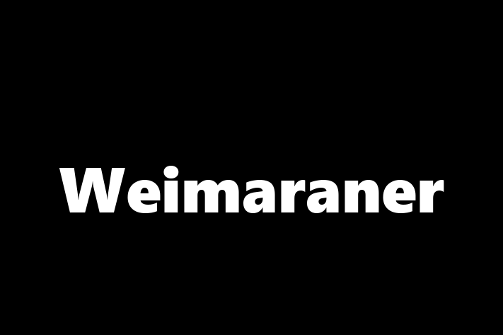 Întâlnește adorabilul nostru Weimaraner de 3 ani! energic și amuzant și la zi cu vaccinările. Preț: 300.00 Lei.
Contactează Sofia la (078) 779 862 pentru mai multe detalii.