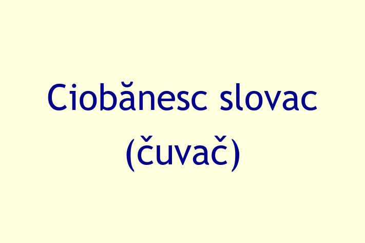 Un Nou Ciobnesc slovac uva Câine te Ateapt in Comrat