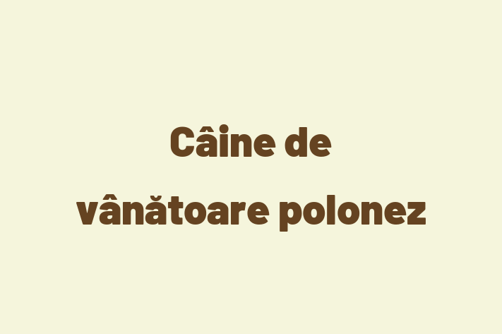 Superb Câine de vntoare polonez Câine de Vnzare in Basarabeasca