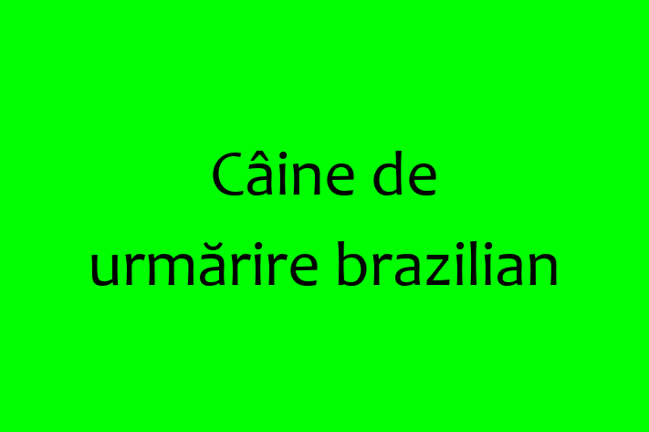 Pui de Câine de urmrire brazilian Câine de Vnzare in Criuleni