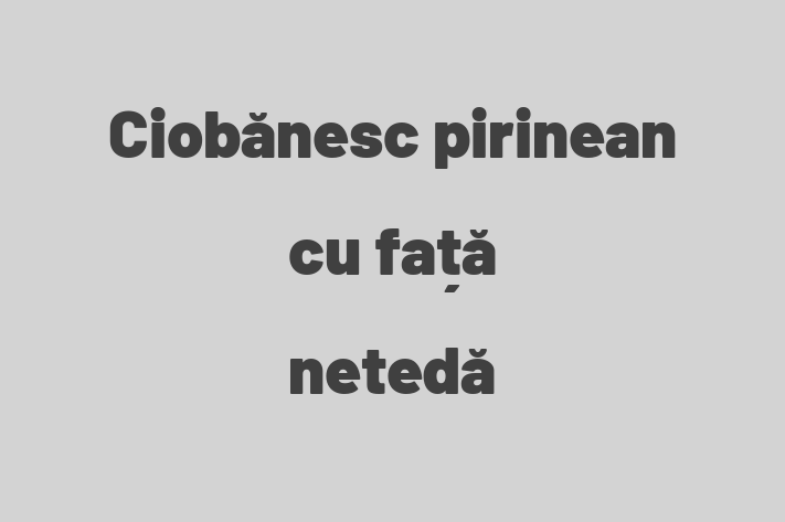 Al nostru Ciobănesc pirinean cu față netedă de 2 ani este loial și protector și gata pentru o casă permanentă. Vine cu dosar medical și vaccinări. Preț: 2,150.00 Lei.
Contactează Carina la (067) 133 730 pentru a programa o întâlnire!