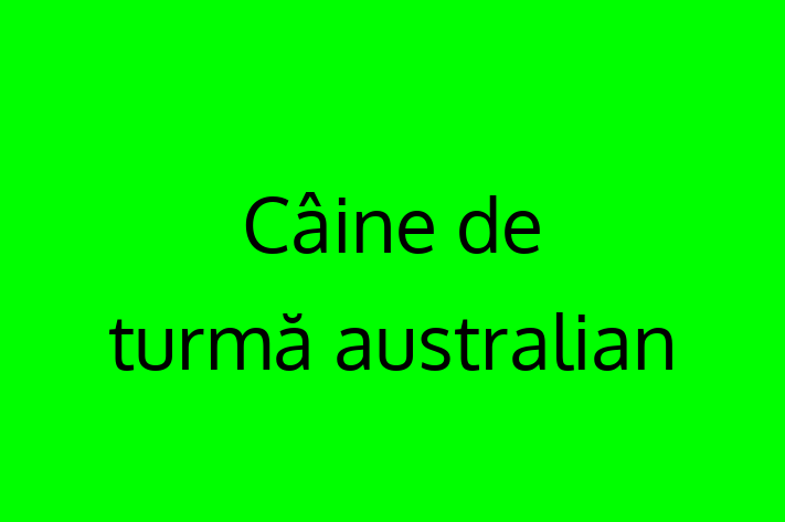 Adopta un Câine de turm australian Câine in Briceni