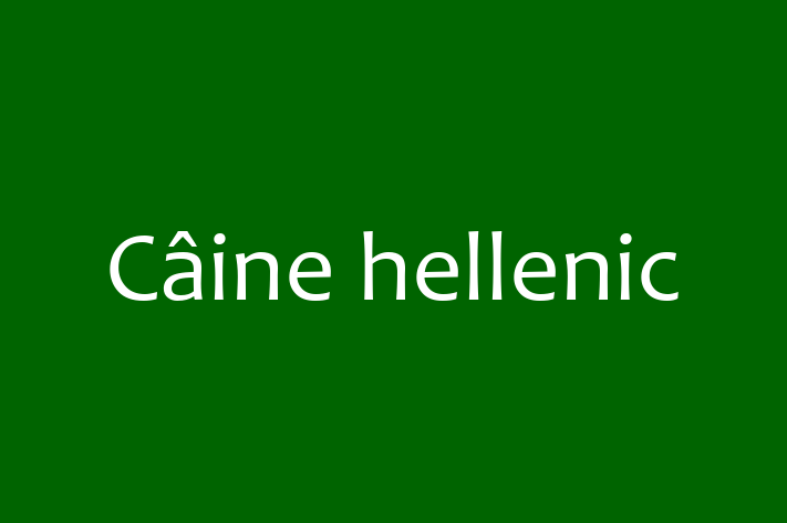 Adoptă acest Câine hellenic de 2 ani! calm și iubitor, vaccinat și în așteptarea unei noi familii. Preț: 450.00 Lei. Contactează Laura la (061) 986 606.