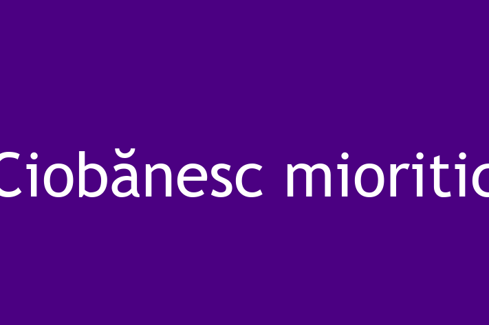 Ciobnesc mioritic Câine Disponibil Acum in Criuleni