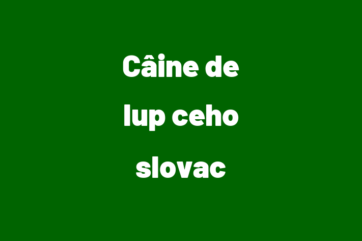 Adopta un Câine Cine de lup ceho-slovac Disponibil in Sngerei