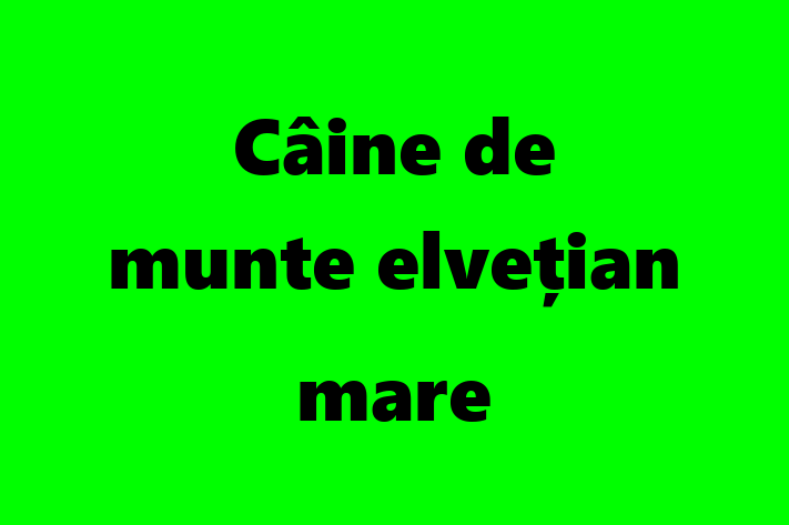 Adopta un Câine Cine de munte elveian mare Disponibil in Comrat