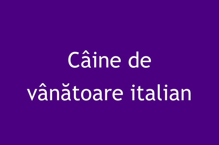 🌟 Întâlnește adorabilul nostru Câine de vânătoare italian de 11 luni! Acest câine este alert și activ și gata pentru o nouă familie. 📍 Locație: Ocnița | 💵 Preț: 2,150.00 Lei
📞 Contactează Ilie la (061) 432 946 pentru a programa o vizită!