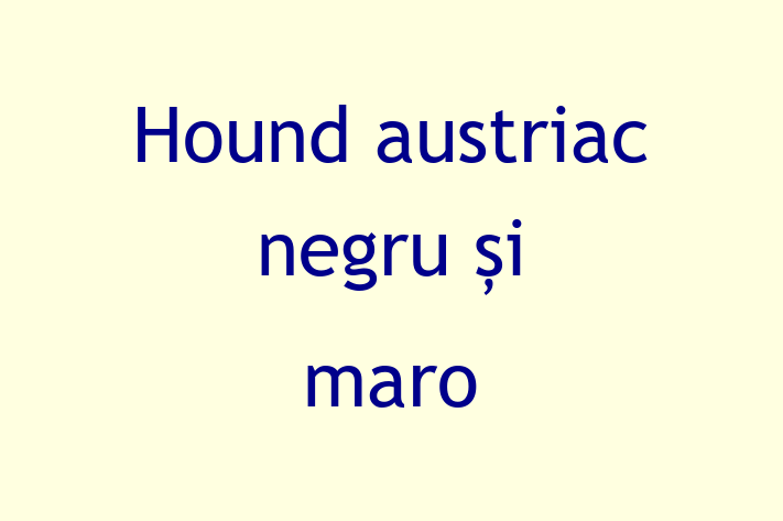 Adopta un Hound austriac negru i maro Câine in Anenii Noi