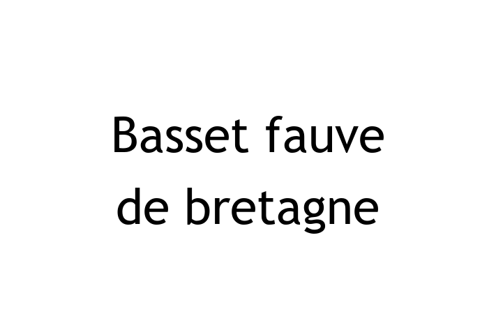 Cauți un câine? Al nostru Basset fauve de bretagne de 1 an este blând și prietenos și disponibil pentru adopție! Preț: 600.00 Lei.
Contactează Ciprian la (068) 318 793 pentru mai multe detalii.