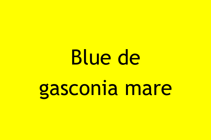 Superb Blue de gasconia mare Câine de Vnzare in Cahul