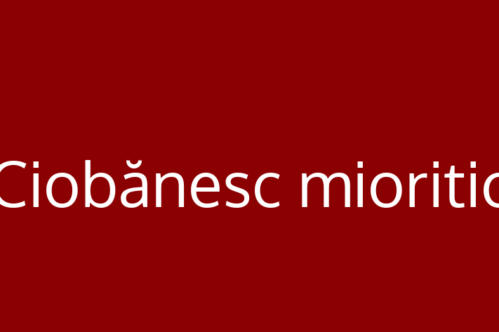 Acest Ciobănesc mioritic de 1 an este gata să aducă bucurie familiei tale. Sănătos, vaccinat și socializat. Nu rata această ocazie!
Preț: 750.00 Lei. Contactează Florina la (062) 284 240.