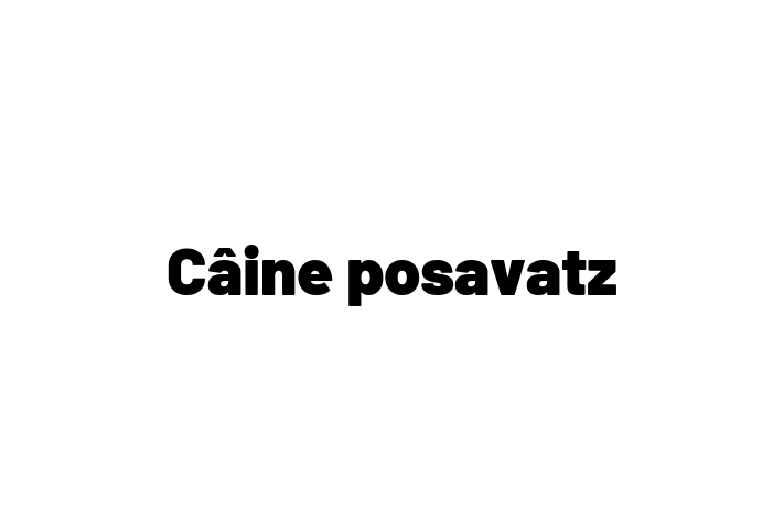 Al nostru Câine posavatz de 1 an este alert și activ și gata pentru o casă permanentă. Vine cu dosar medical și vaccinări. Preț: 1,650.00 Lei.
Contactează Violeta la (0269) 129538 pentru a programa o întâlnire!