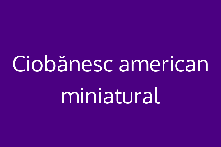 Ciobnesc american miniatural Câine in Briceni Pregtit pentru o Nou Cas