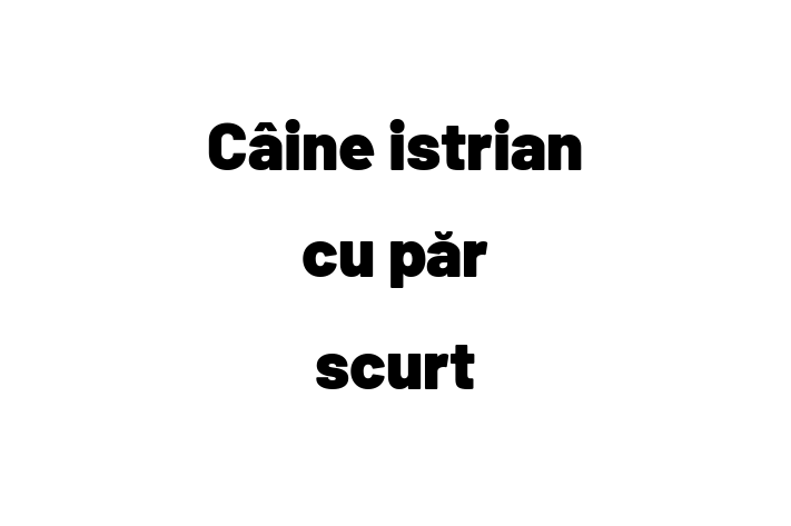 Al nostru Câine istrian cu păr scurt de 1 an este sănătos, calm și iubitor și gata pentru o casă nouă. Disponibil pentru 950.00 Lei.
Contactează Mircea la (0275) 453801.