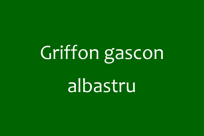 🌟 Întâlnește adorabilul nostru Griffon gascon albastru de 8 luni! Acest câine este blând și prietenos și gata pentru o nouă familie. 📍 Locație: Hîncești | 💵 Preț: 2,800.00 Lei
📞 Contactează Ana la (0238) 239990 pentru a programa o vizită!