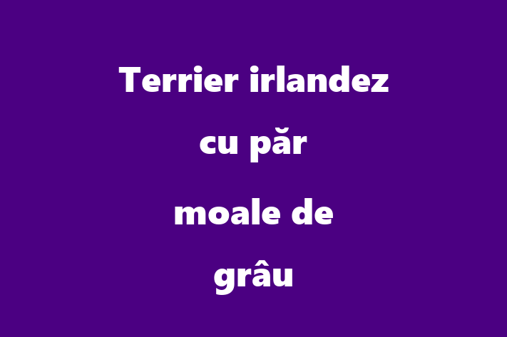 Terrier irlandez cu pr moale de gru de Vnzare in Briceni