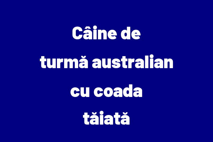 Cine de turm australian cu coada tiat de Vnzare in Chiinu