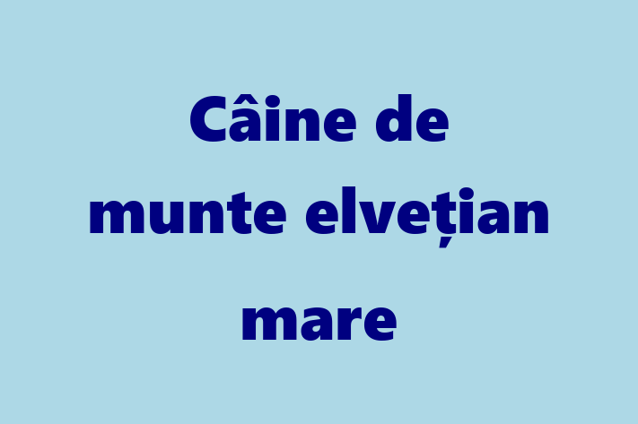 Adopta un Câine de munte elveian mare Câine Fericit in Bender