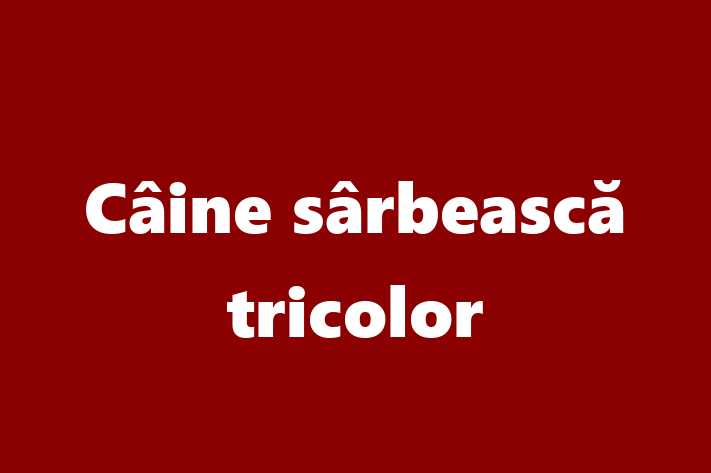 Adopta un Adorabil Câine srbeasc tricolor Câine in Dubasari